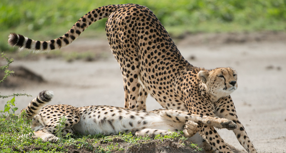 4 Days Masai Mara Air Safari from Nairobi – Luxury Fly-in Big Five Safari