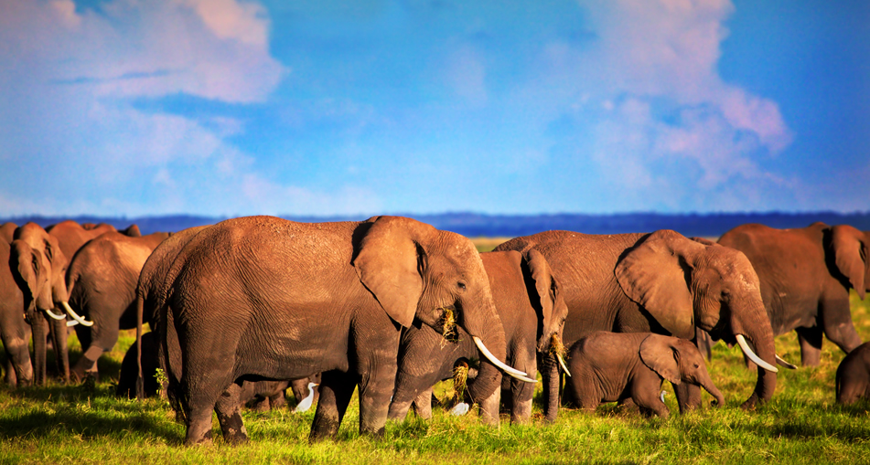 4 Days Amboseli Safari from Nairobi – Mount Kilimanjaro & Big Five Experience