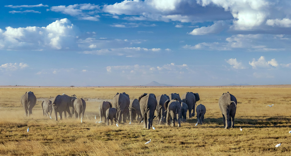 Amboseli National Park