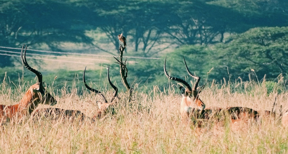 7 Days Samburu, Aberdare, Lake Nakuru & Masai Mara Safari from Nairobi – Big Five Kenya Tour