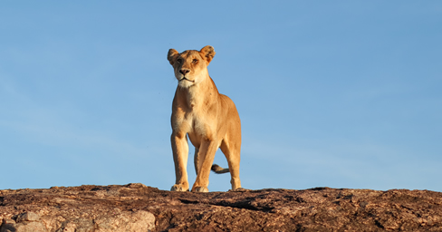 5 Days Amboseli, Tsavo West & Tsavo East Safari – Nairobi to Mombasa Big Five Tour