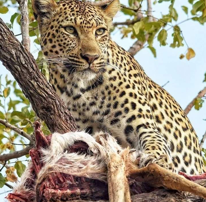 6 Days Tsavo Amboseli Masai Mara Safari from Mombasa  – Fly-in Kenya Safari from Mombasa